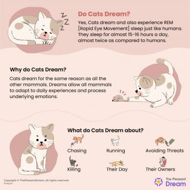 What Do Cats Dream About? Chasing, Killing or Humans? Let's Find Out!