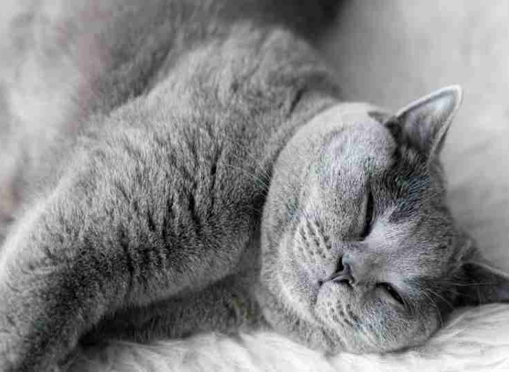 What Do Cats Dream About? Here’s Everything You Need to Know!