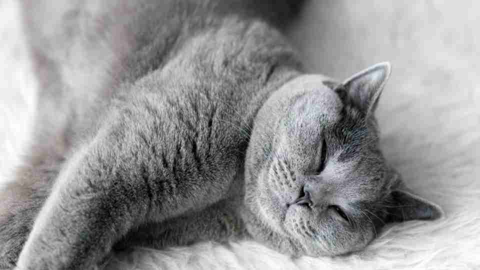 What do cats dream about? Chasing, Killing or Humans? Let's Find Out!