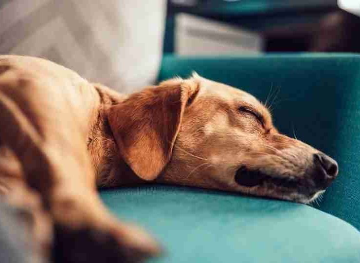 What do Dogs Dream about? - Here’s your answer!