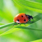 Dream about Ladybugs - 37 Dream Types and their Meanings
