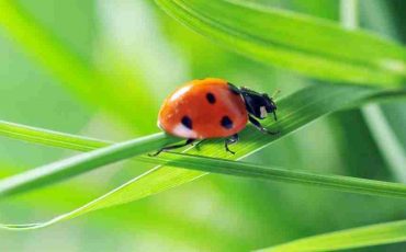 Dream about Ladybugs - Leading On The Path Of Divinity