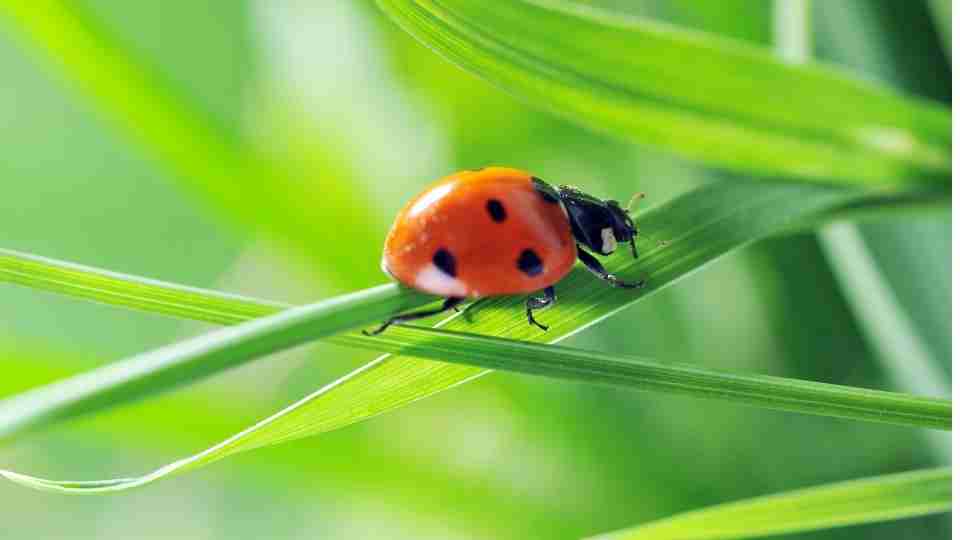 Dream about Ladybugs - Leading On The Path Of Divinity