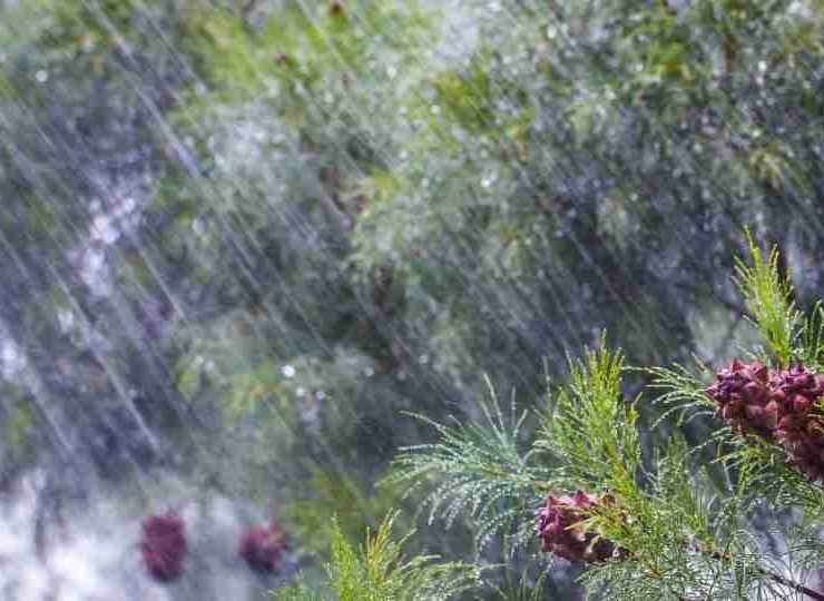 Dream of Rain - 50 Scenarios and Its Interpretations