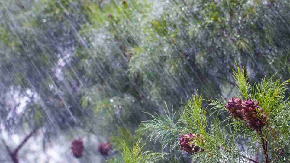 Does A Dream Of Rain Mean Counting Your Blessings And Move Towards Growth And Success?