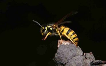 Dream about Wasps and Their Meanings
