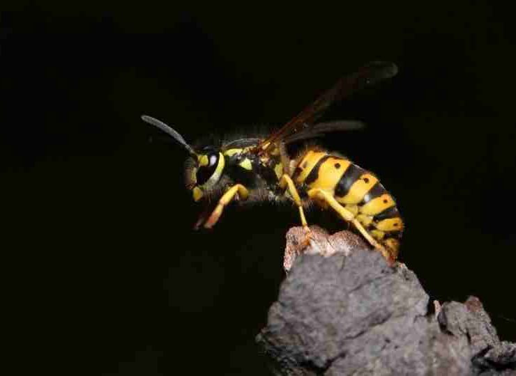 Dream about Wasps - 47 Scenarios and Their Meanings