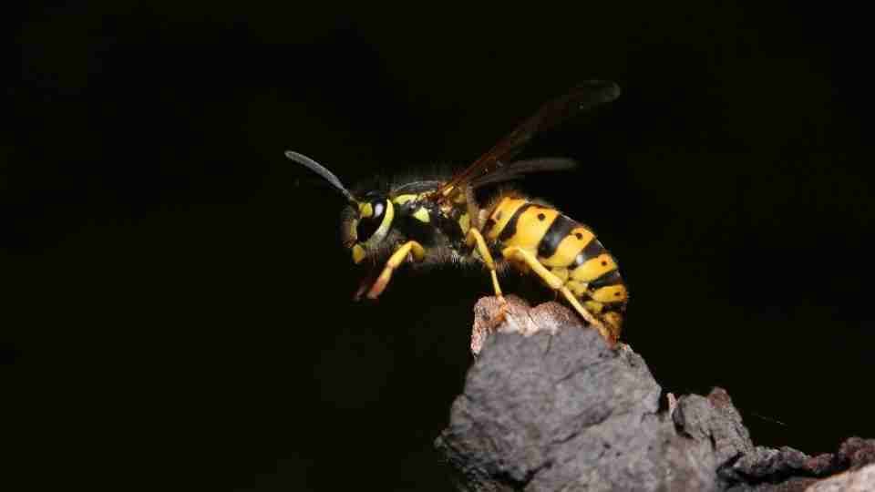 Dream about Wasps and Their Meanings