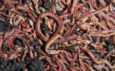 Dreaming of Worms – You Are Surrounded by Deceitful People