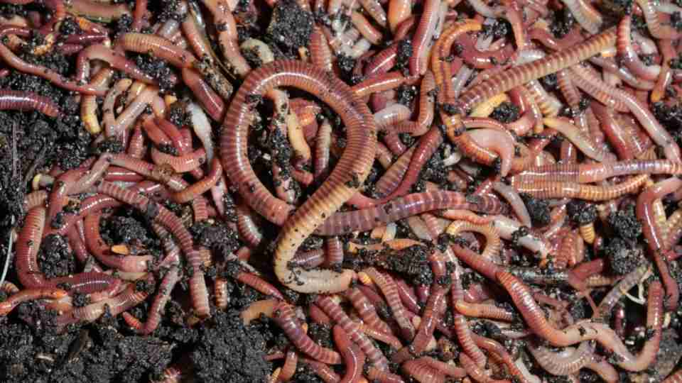 Dreaming Of Worms - 141 Dream Plots & Their Meanings