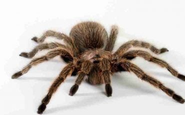 Tarantula Dream - Time To Unveil Hidden Aspects of Life