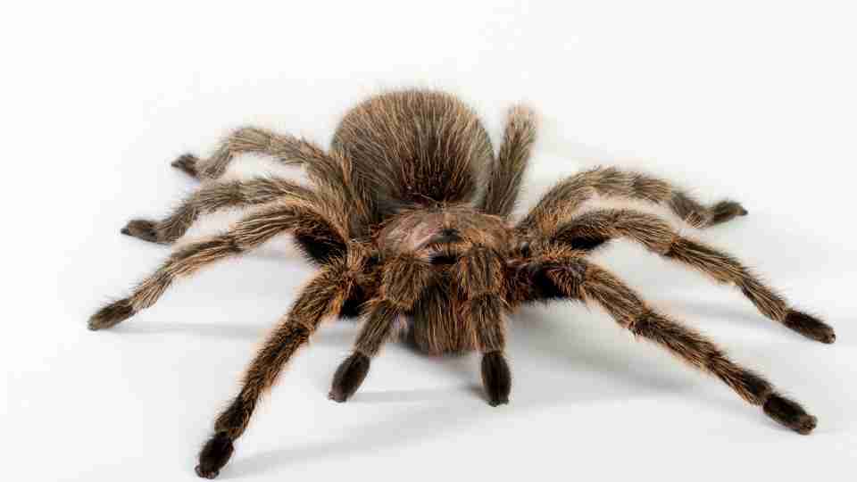 Tarantula Dream - Time To Unveil Hidden Aspects of Life