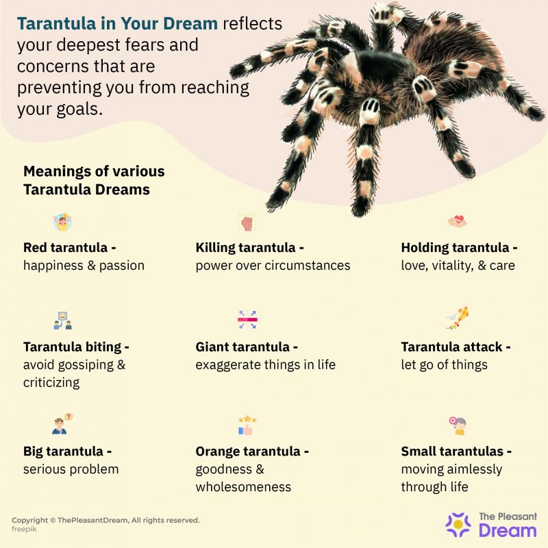 Tarantula Dream Time To Unveil Hidden Aspects of Life