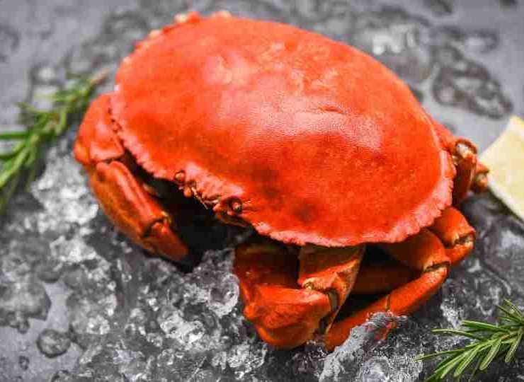 Dream about Crabs - 60+ Scenarios and Their Meaning