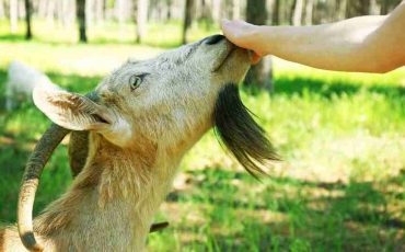 Goat in Dream - Is It a Sign of Stubbornness?