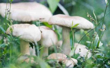 Dreaming of Mushrooms - Various Scenarios and Their Interpretations