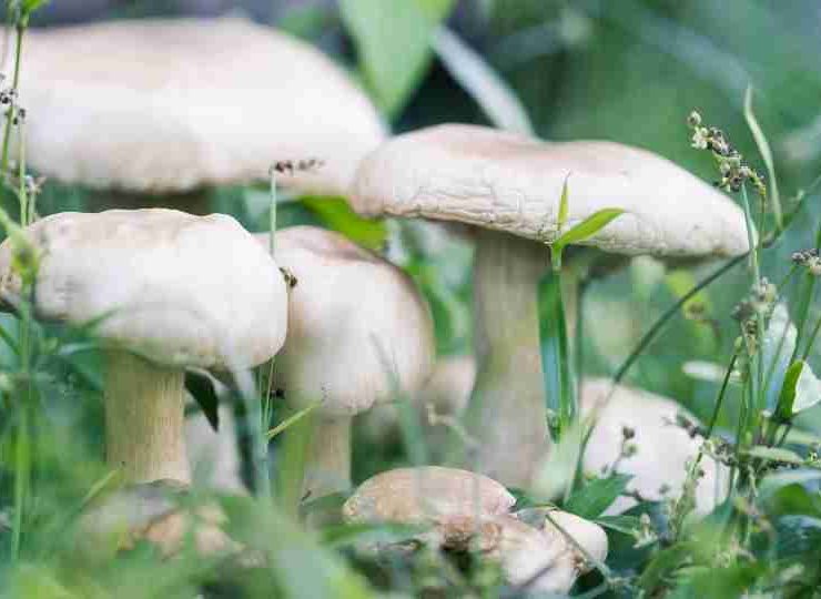 Dreaming of Mushrooms - 86 Scenarios and Their Interpretations