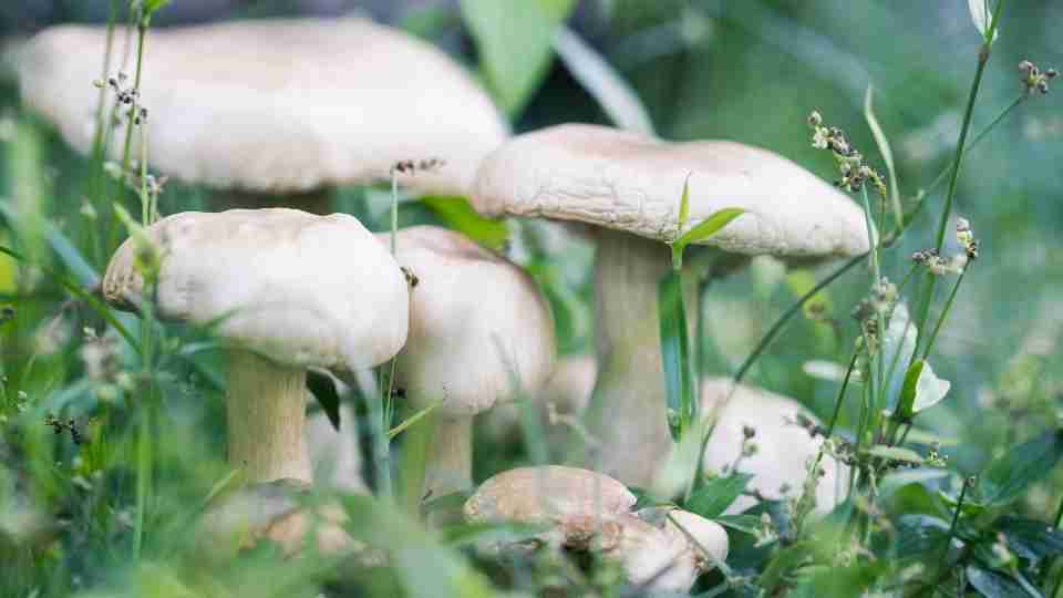 Dreaming of Mushrooms - 86 Scenarios and Their Interpretations