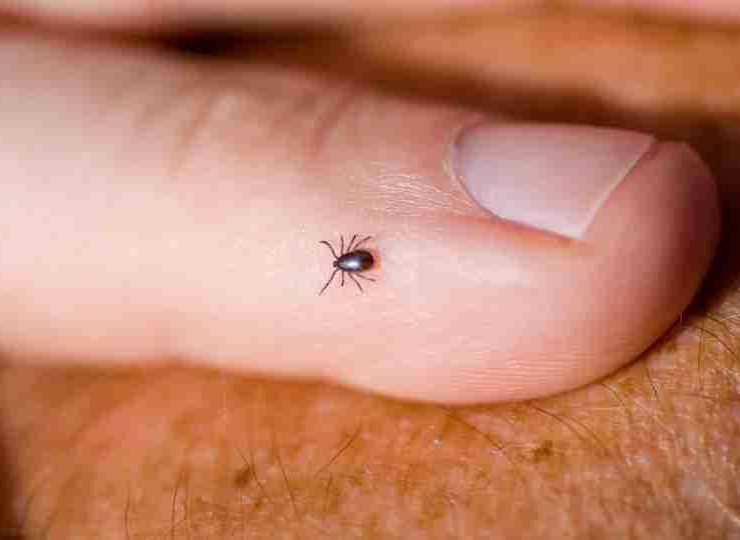 Dreams About Ticks - 37 Types, Meanings and Symbolism