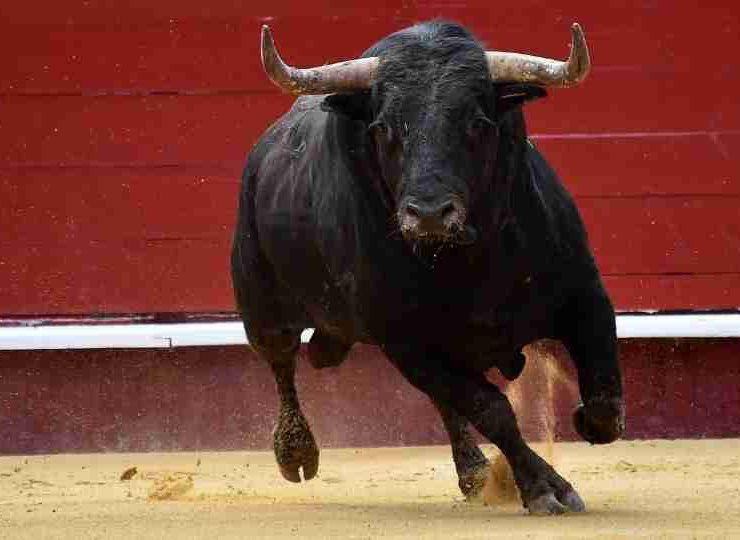 Bull in Dream - 60 Scenarios and Their Interpretations