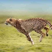 Cheetah Dream Meaning - 16 Scenarios and Their Interpretations