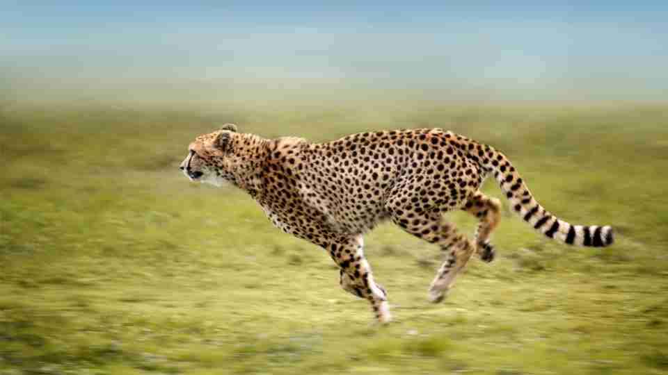 Cheetah Dream Meaning - 16 Scenarios and Their Interpretations