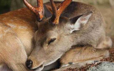 Dream of Deer - Various Types of Dreams and Their Interpretations