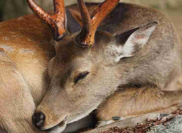 Dream about Deer - 62 Types of Dreams and Their Interpretation