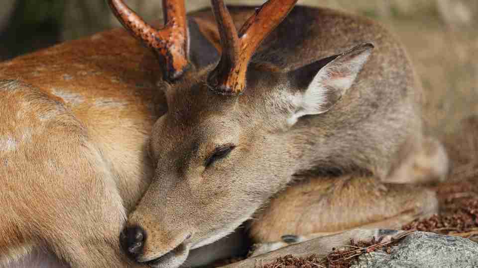 Dream about Deer - 62 Types of Dreams and Their Interpretation