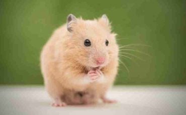 What Does It Mean to Dream of Hamster?