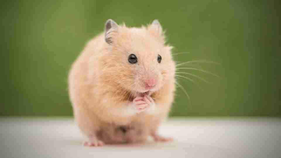 Dream about Hamsters - 32 Scenarios & Their Meanings