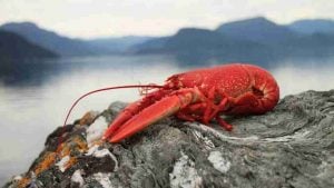 Dream about Lobster - 45 Types & Their Interpretations