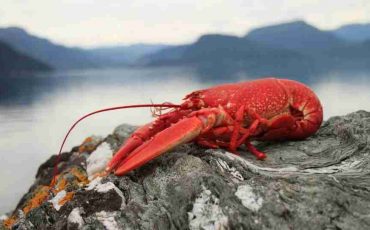 Dream about Lobster - 45 Types & Their Interpretations