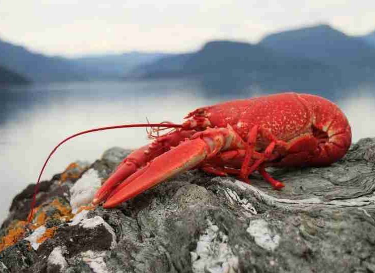 Dream about Lobster - 45 Types & Their Interpretations