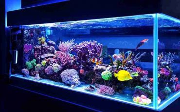 Dream of Fish Tank talks about Your Suppressed Desires. Find Out More Inside