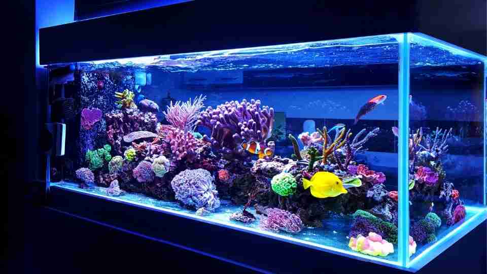 Dream of Fish Tank talks about Your Suppressed Desires. Find Out More Inside