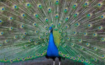 Peacock in Dream - Discover the Meaning & Interpretations