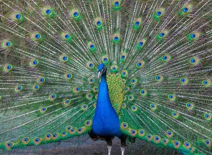 Peacock in Dream - 90 Scenarios & Their Meanings