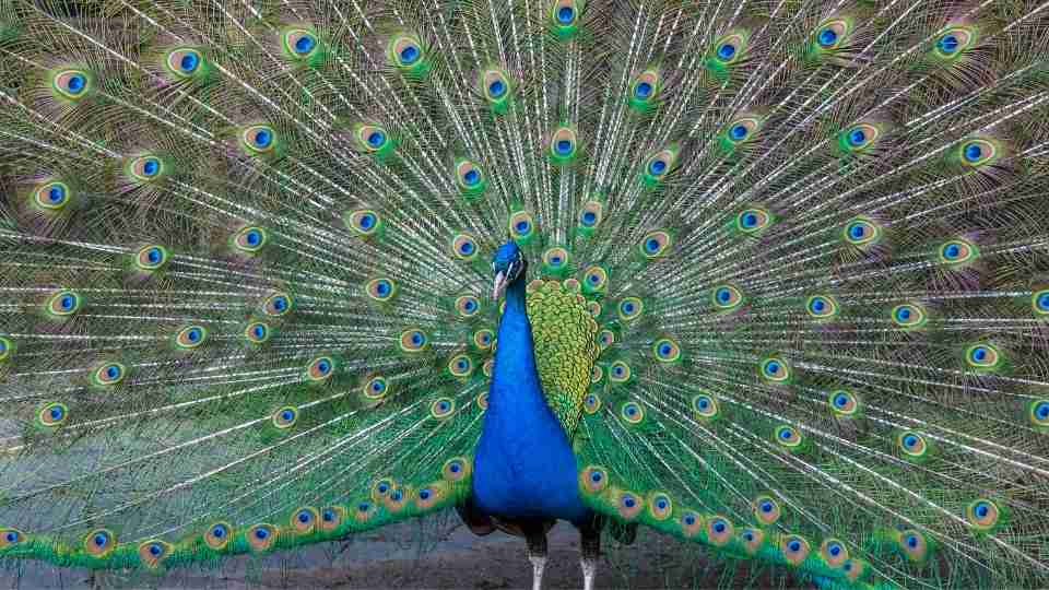 What Is The Meaning Of Seeing Peacock In Dream