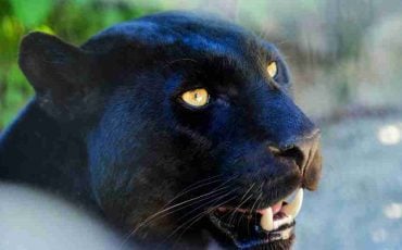 Black Panther in a Dream – Is It Auspicious Or Bad Luck?