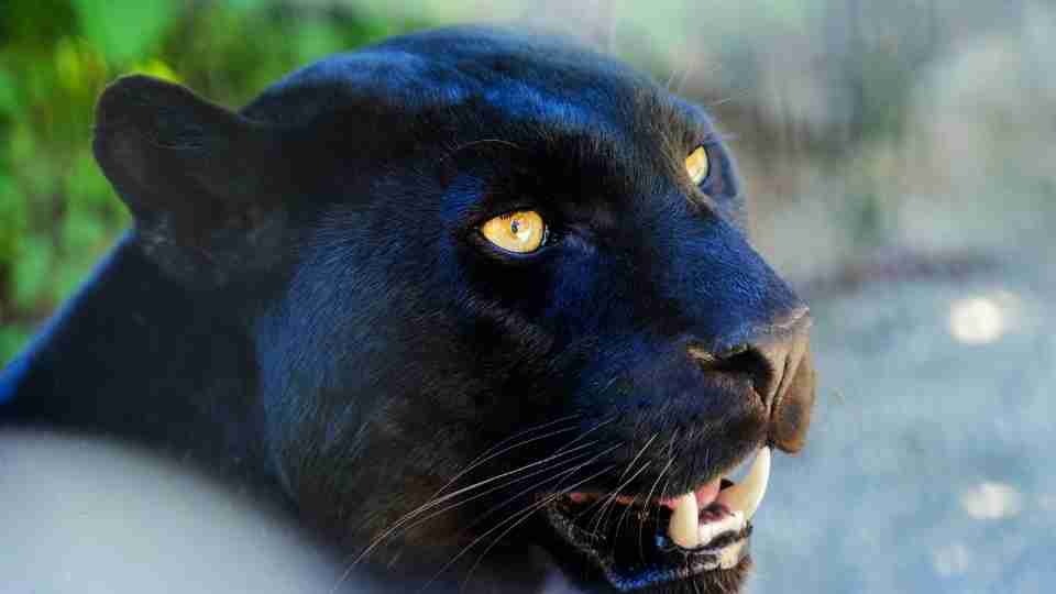 Black Panther in a Dream – 45 Scenarios and Their Interpretations