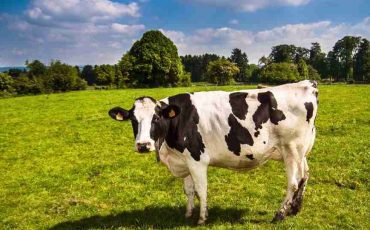 Cow in Dream - Decoding Scenarios and Their Interpretations