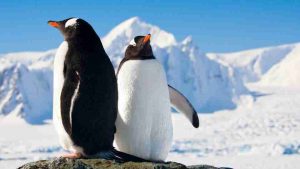 Dream about Penguins - Stay Calm & Take Things As They Come