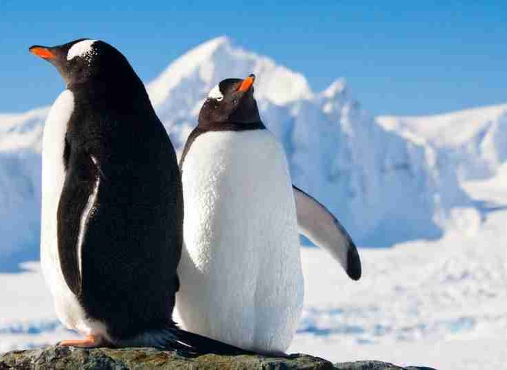 Dream About Penguins - Meaning of 60 Scenarios and Their Interpretations