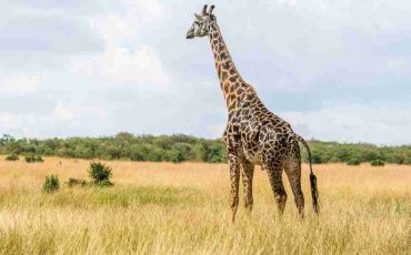 Dream of Giraffe – Unfolding Scenarios & Their Perspectives