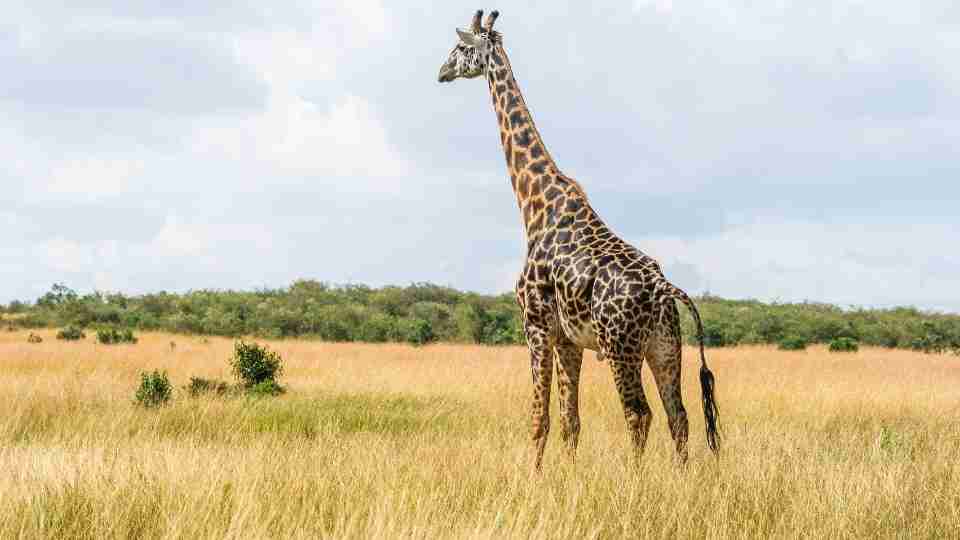 Dream of Giraffe – Unfolding Scenarios & Their Perspectives