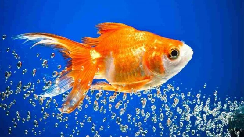 dream-about-goldfish-check-its-meaning-here