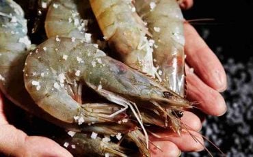 Dream of Shrimp - 50 Plots & Their Interpretations