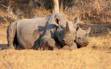 Rhino Dream Meaning - 47 Scenarios & Their Interpretations