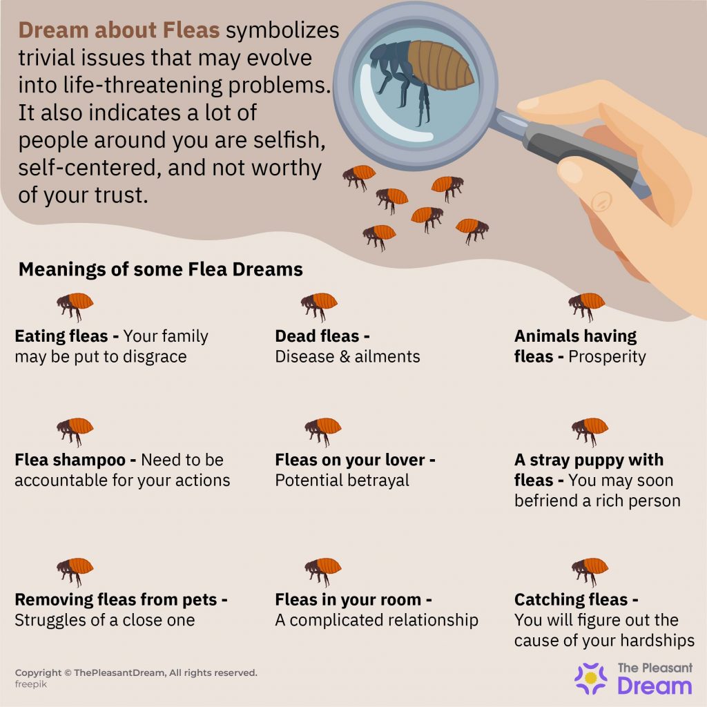 Dream About Fleas - 83 Scenarios and Their Interpretations